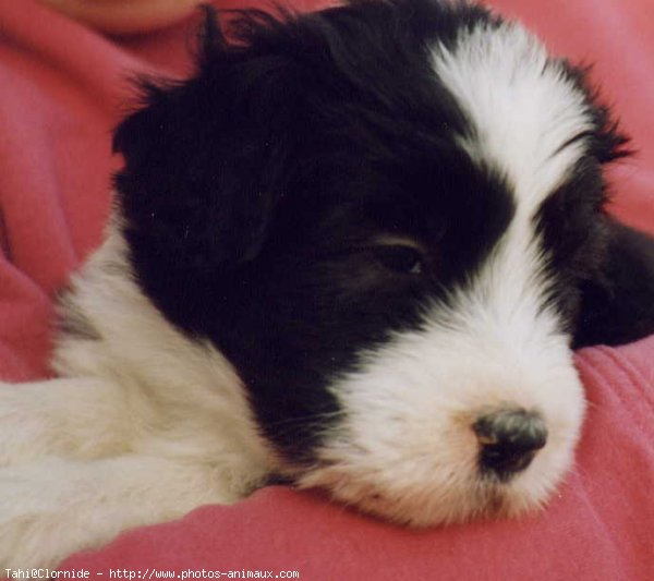 Photo de Bearded collie