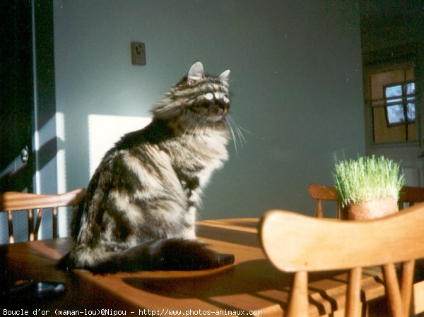 Photo de Chat domestique