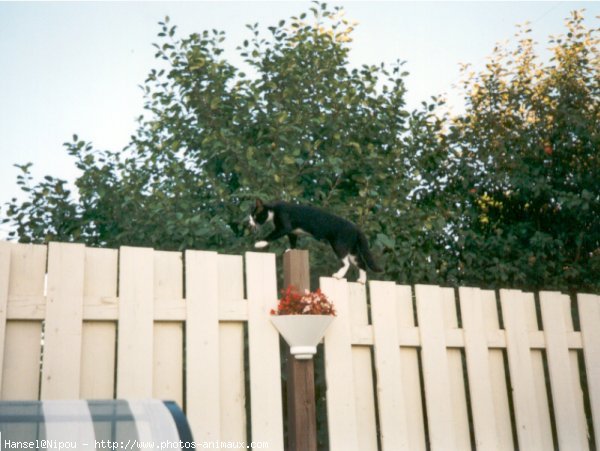 Photo de Chat domestique