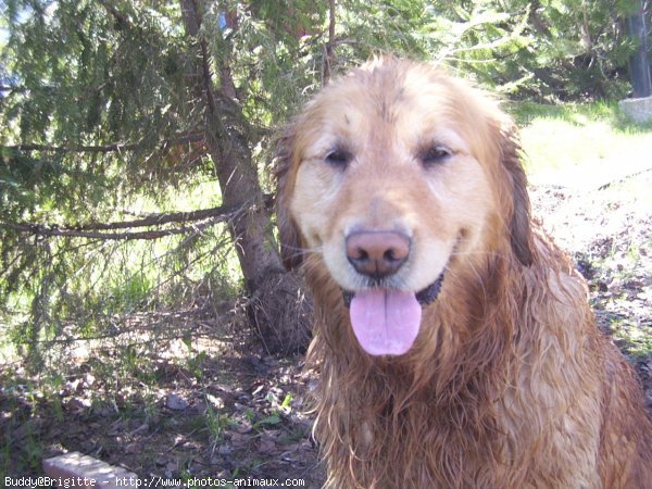 Photo de Labrador retriever