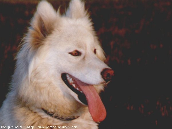 Photo de Husky siberien