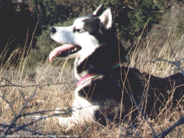 Photo de Husky siberien