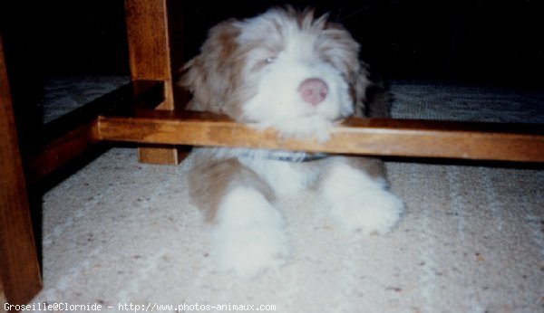 Photo de Bearded collie