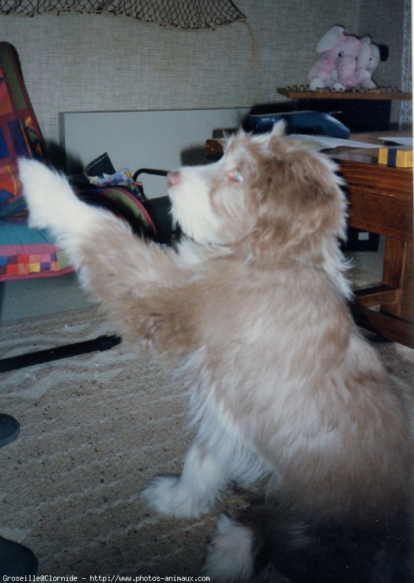 Photo de Bearded collie