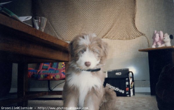 Photo de Bearded collie