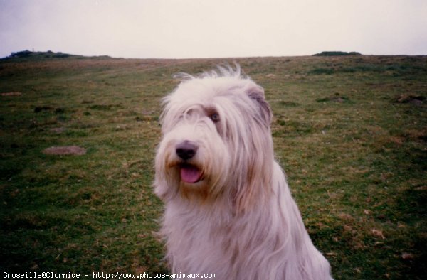 Photo de Bearded collie