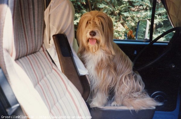 Photo de Bearded collie