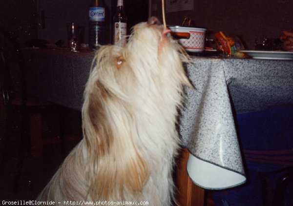 Photo de Bearded collie