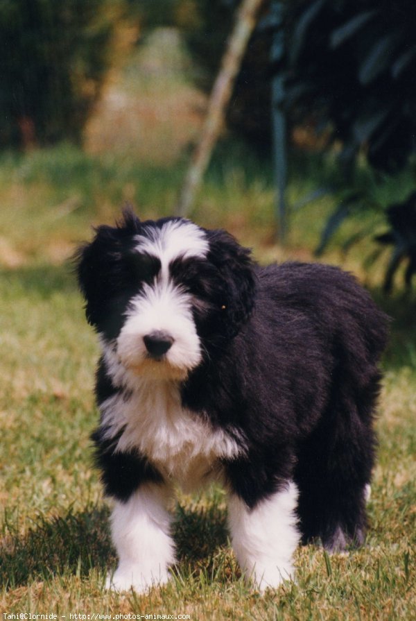 Photo de Bearded collie