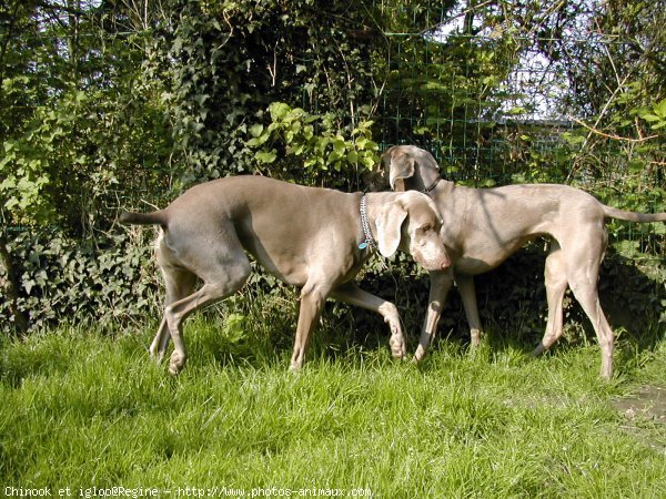 Photo de Braque de weimar poil court