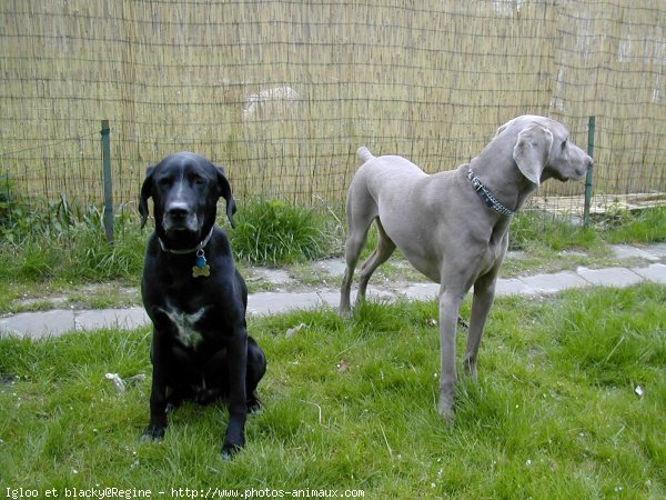 Photo de Races diffrentes