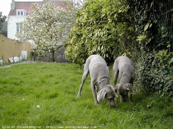 Photo de Braque de weimar poil court