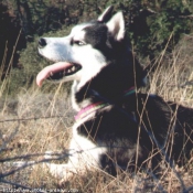 Photo de Husky siberien