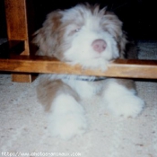 Photo de Bearded collie