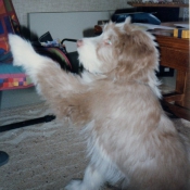 Photo de Bearded collie