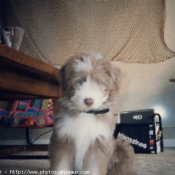 Photo de Bearded collie