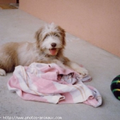 Photo de Bearded collie