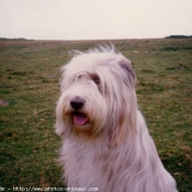 Photo de Bearded collie