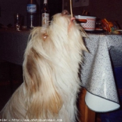 Photo de Bearded collie