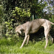 Photo de Braque de weimar poil court