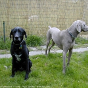 Photo de Races diffrentes