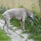 Photo de Braque de weimar poil court