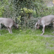 Photo de Braque de weimar poil court