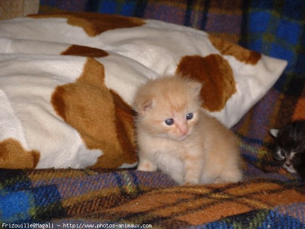 Photo de Chat domestique