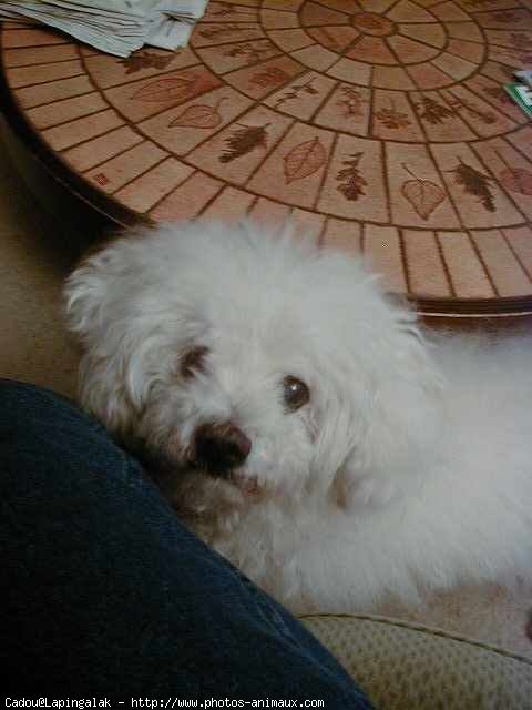 Photo de Bichon  poil fris