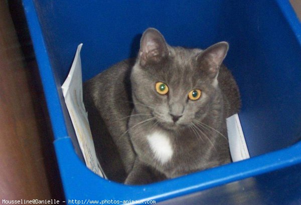 Photo de Chartreux