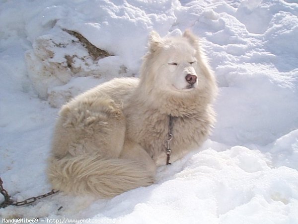 Photo de Husky siberien