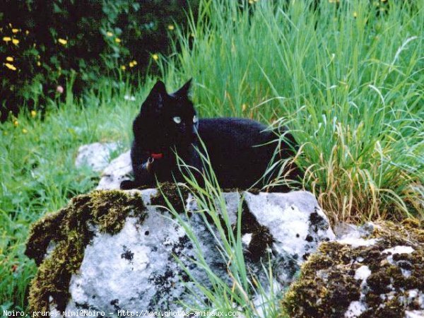 Photo de Chat domestique