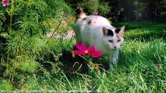 Photo de Chat domestique