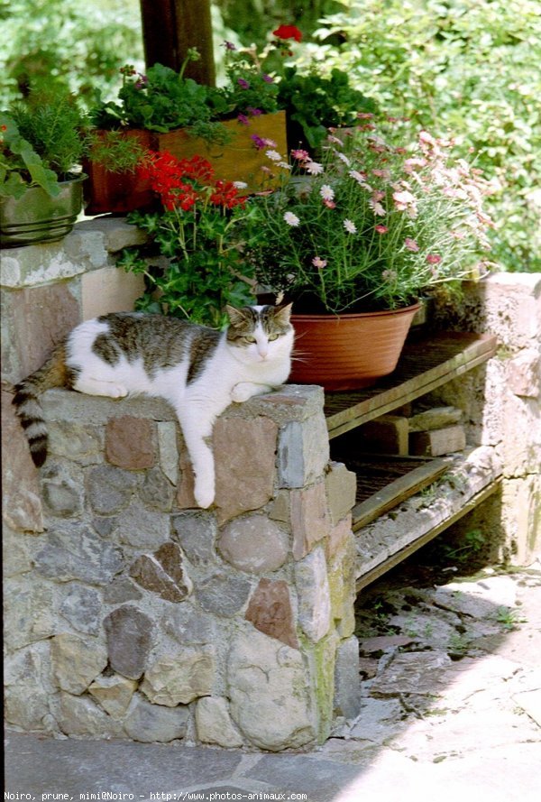 Photo de Chat domestique