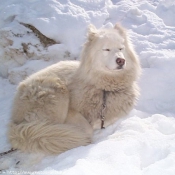 Photo de Husky siberien