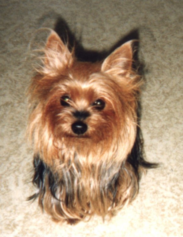 Photo de Yorkshire terrier