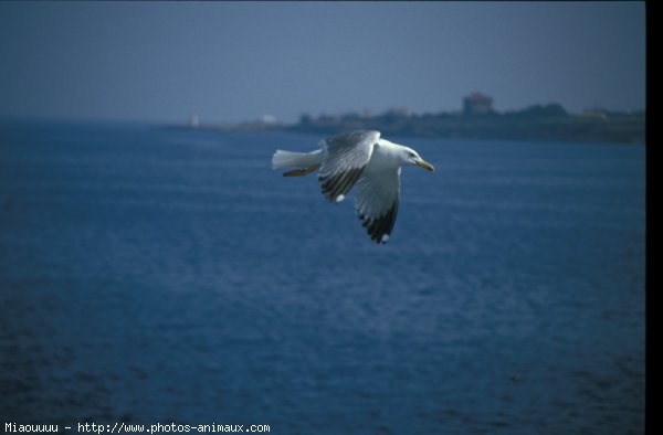 Photo de Mouette