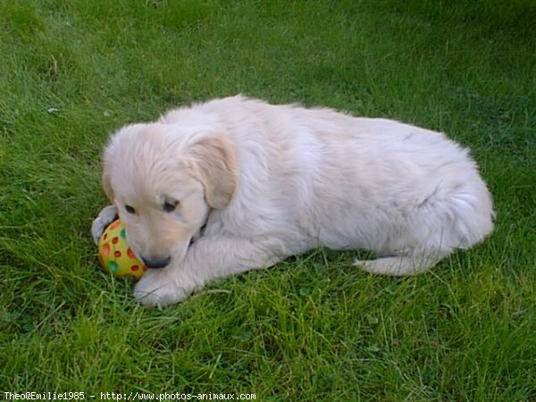 Photo de Golden retriever