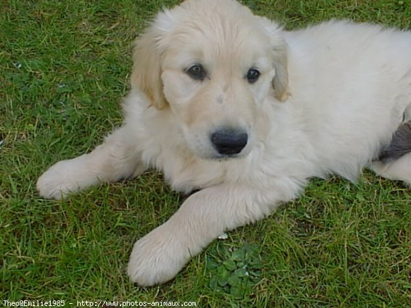 Photo de Golden retriever