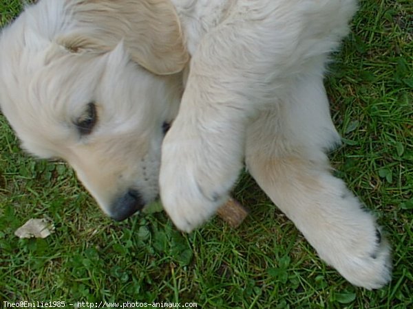 Photo de Golden retriever