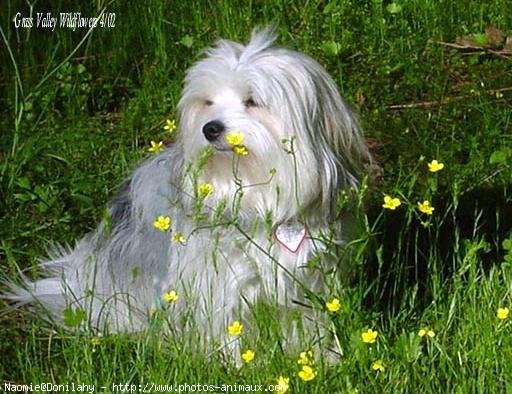 Photo de Coton de tulear