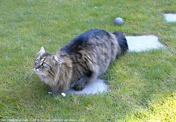 Photo de Chat domestique