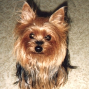 Photo de Yorkshire terrier