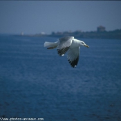 Photo de Mouette