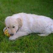 Photo de Golden retriever