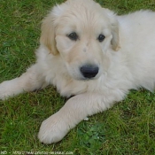 Photo de Golden retriever