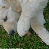 Photo de Golden retriever