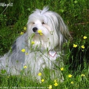 Photo de Coton de tulear