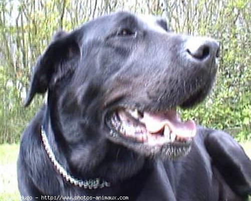 Photo de Labrador retriever