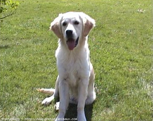 Photo de Golden retriever